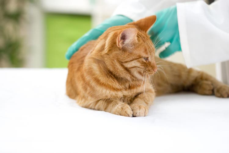 clindamycin for dogs and cats