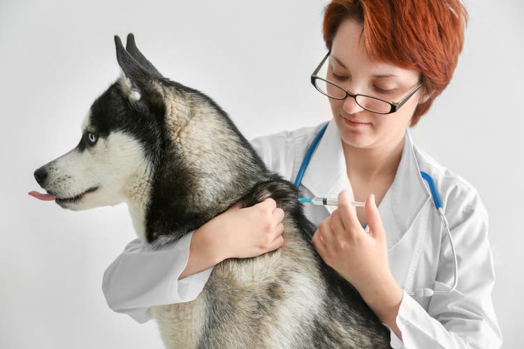 lidocaine for dogs and cats