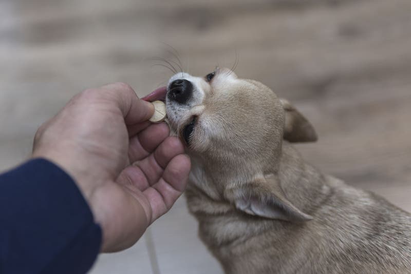 what happens if a dog eats ranitidine