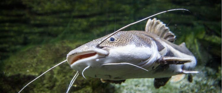 A Redtail catfish.
