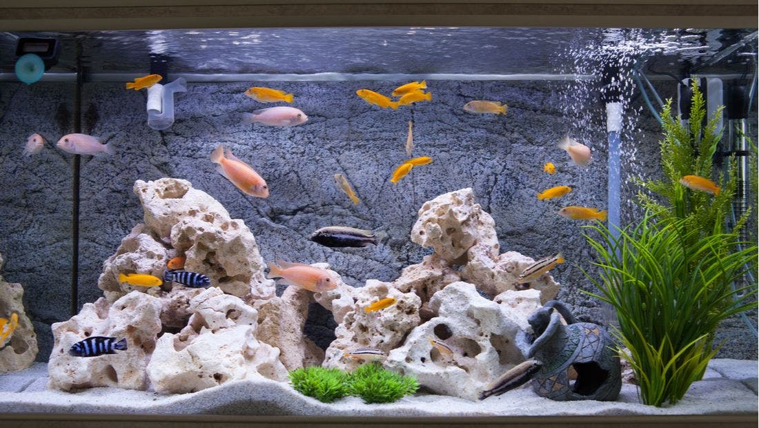 Can a Freshwater Planted Tank Have a Sump?