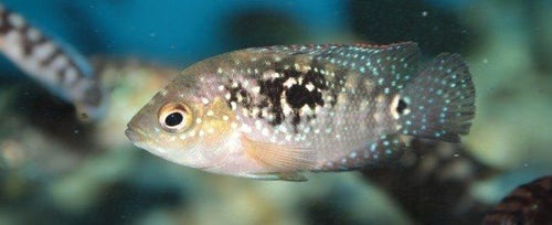 Jack dempsey fry hot sale care