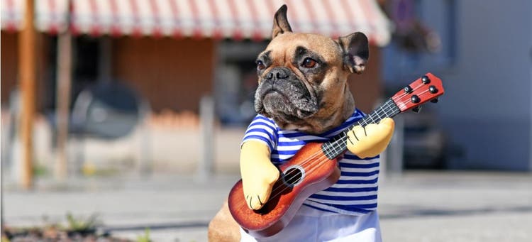 A talented pet Bulldog plays guitar.