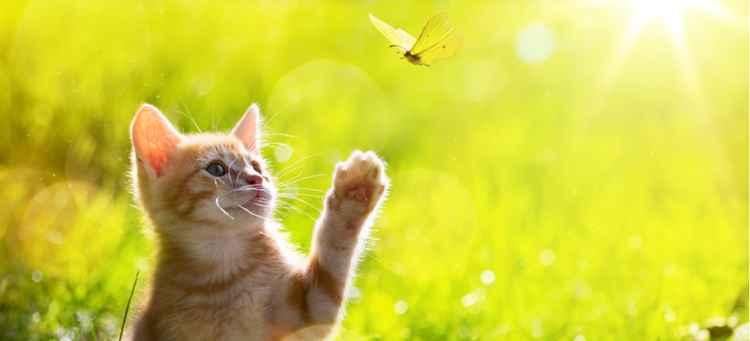 A kitten plays with a butterfly on one of the first days of spring.