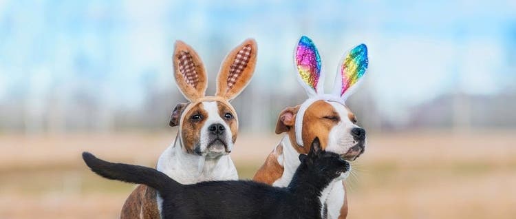 Get Your Pets Involved in the Easter fun.