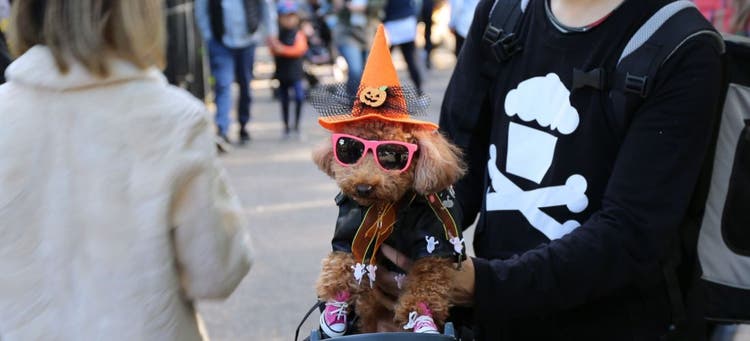 This pup loves a Halloween parade.