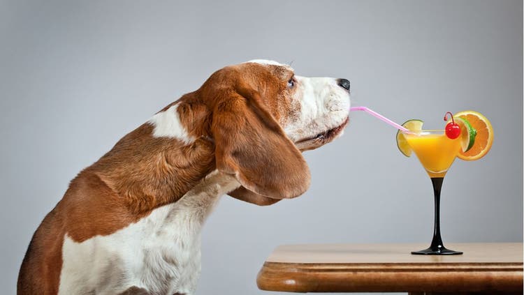 A dog leans forward to take a sip from a tropical cocktail.