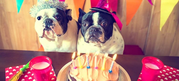 Celebrate your pet's birthday in style.