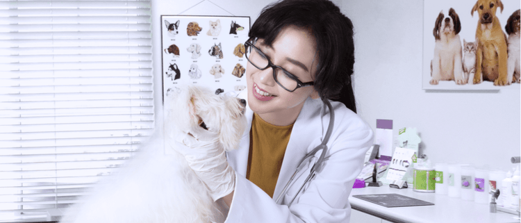 A veterinarian examines a Maltese dog.