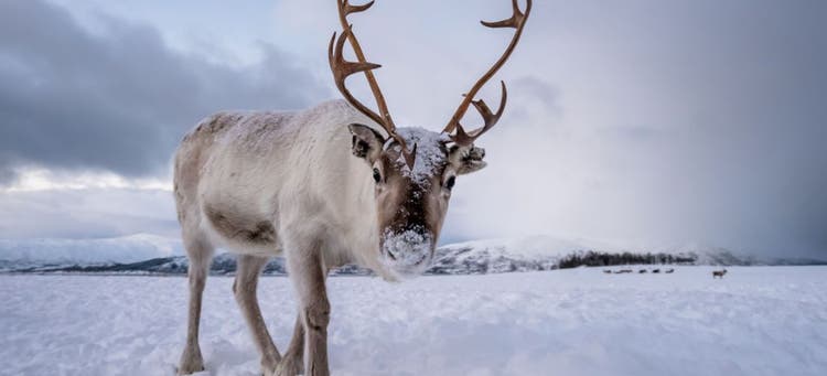 One of Santa's reindeer.