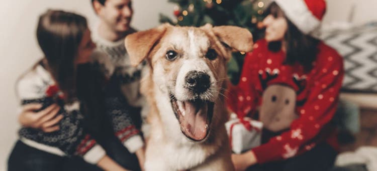 Holiday gifts for pets.