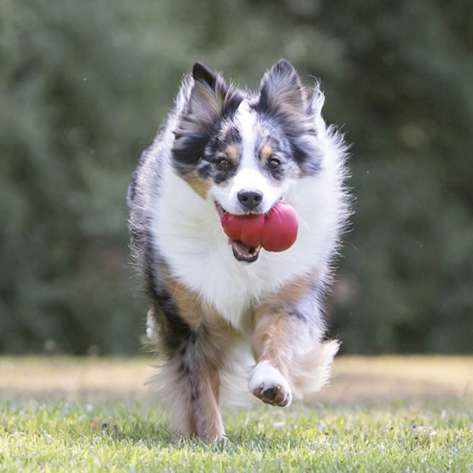 An Australian Labrador running with a Kong in its mouth