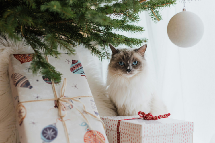 a Siamese cat behind presents underneath a Christmas tree