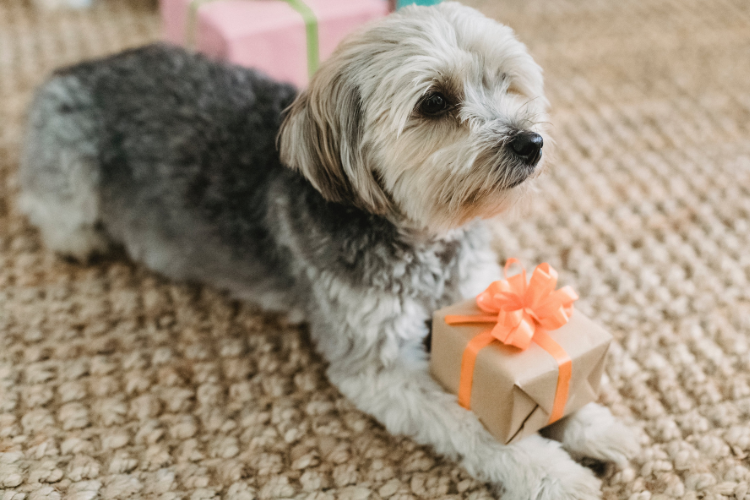 Holiday Pet Gifts Spoil Your Furry Friend this Season