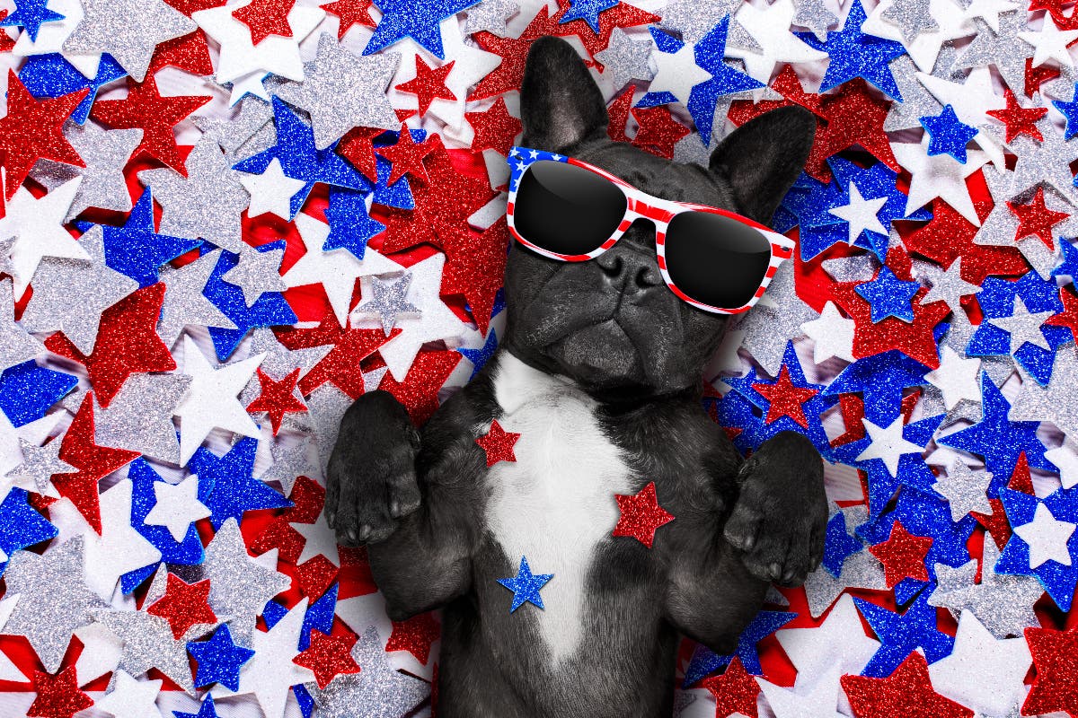 12 Sparktacular Pet Pics for the 4th of July - PetPlace