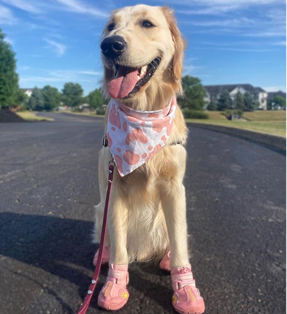 A Labrador wearing pink shoes