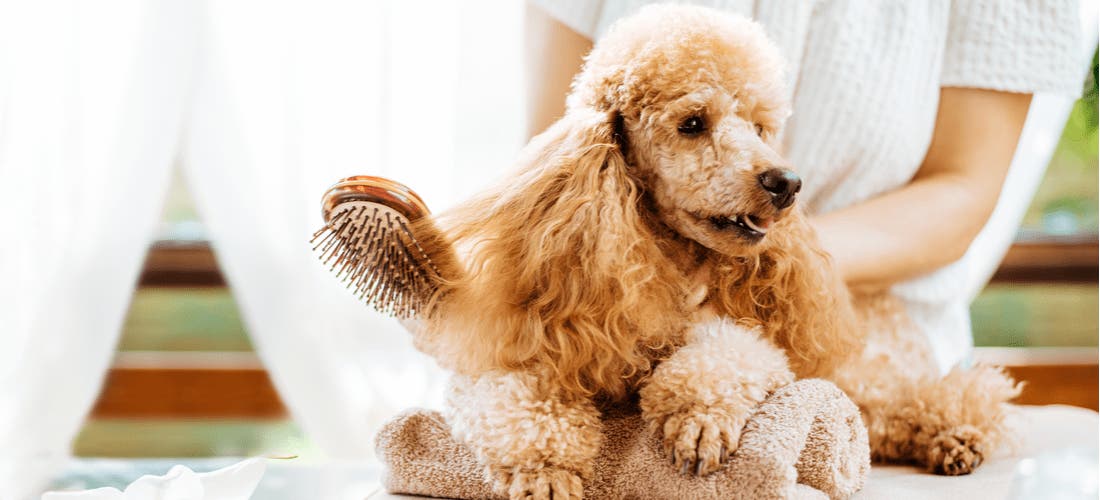 Pampered Pets - PetPlace