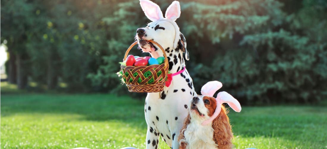 110 Best Easter Captions 2024 – Cute Instagram Captions for Easter Photos