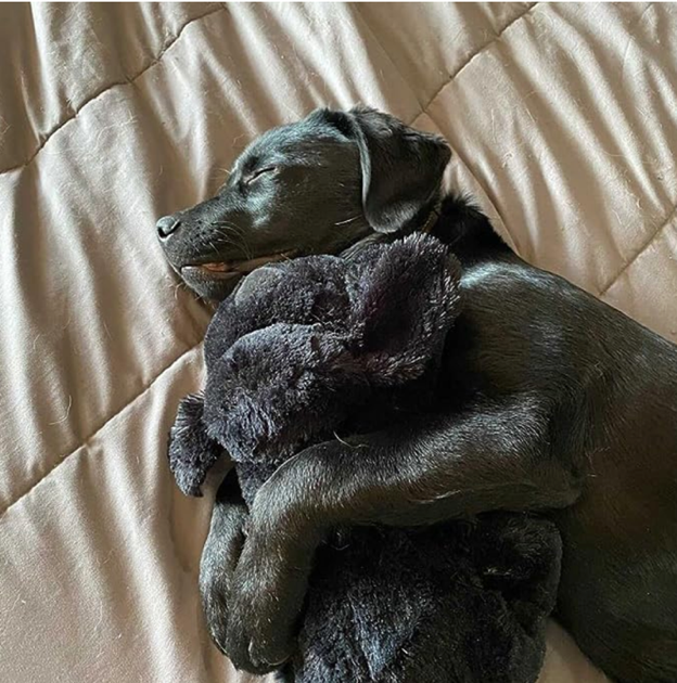 A black Labrador puppy hugging a stuffed puppy