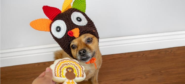 Dog in Turkey Hat at Thanksgiving.