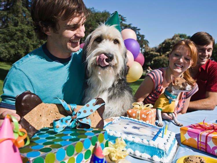 A dog and a person at a birthday party Description automatically generated