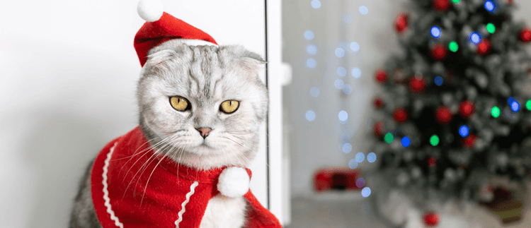 A cat dressed as Santa stands in front of the Christmas tree.