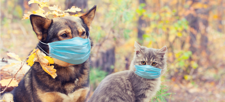 Two pets wear surgical masks during COVID-19 quarantine.