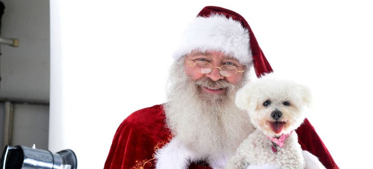 Preparing your pets for a picture with Santa.