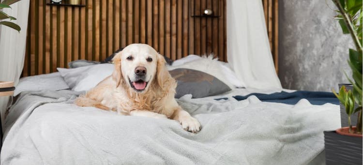 A Golden Retriever relaxes on a bed at a pet hotel.
