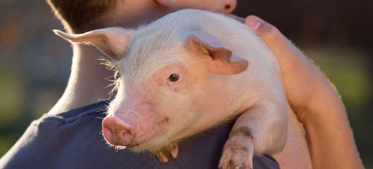 Pigs can be emotional support animals.