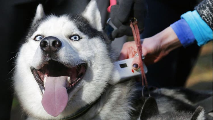 A pet owner check's their husky's microchip.