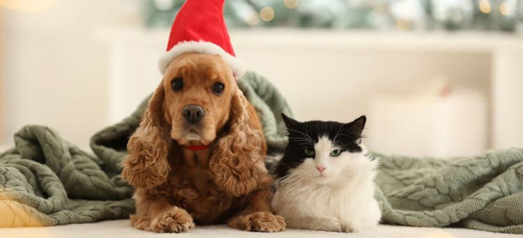 How to help your pets deal with New Year's Eve anxiety.