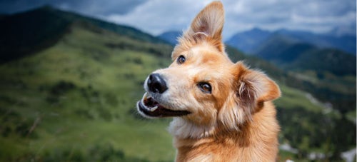 We're Only Beginning To Understand Dogs' and Cats' Facial Expressions