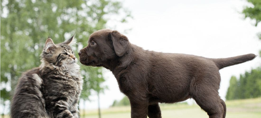 Introducing new store puppy to cat