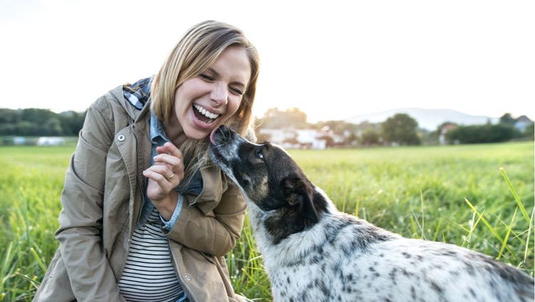 A multi-colored dog licks a pregnant woman's face.