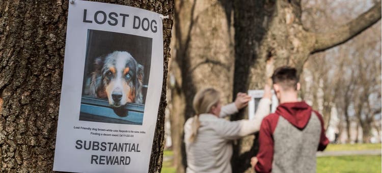 Here are 7 things to do when looking for a missing pet.
