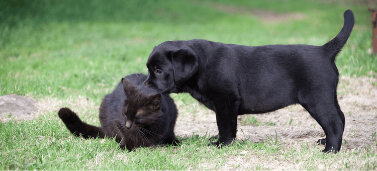 A black dog kisses a black cat in the grass.