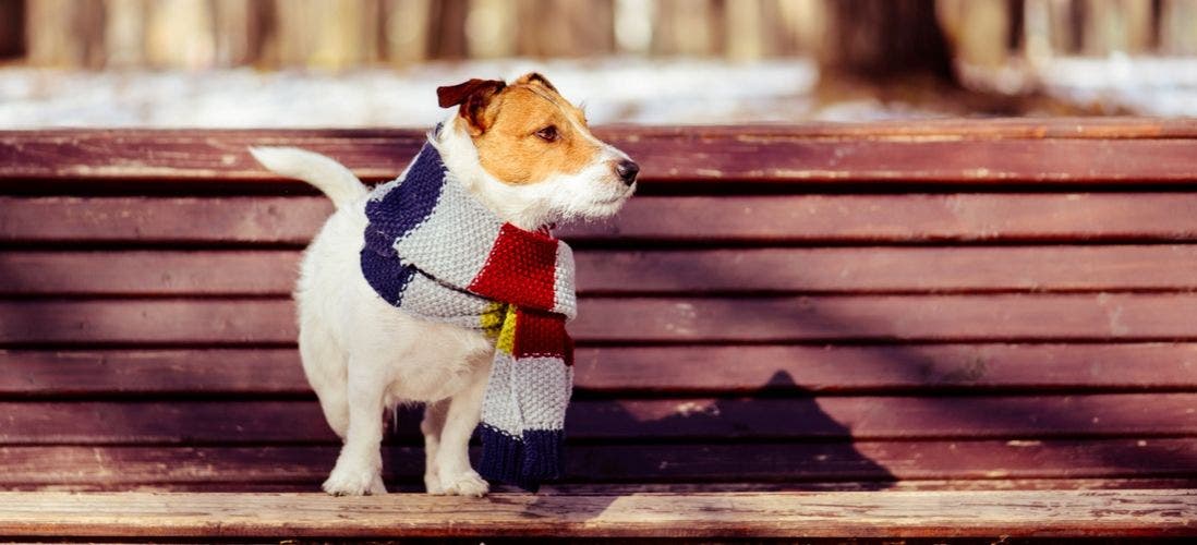 Winter Pet Safety: Outdoor Dog & Winter Shelter Tips