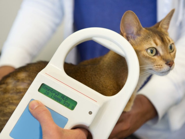 A cat being measured by a person Description automatically generated