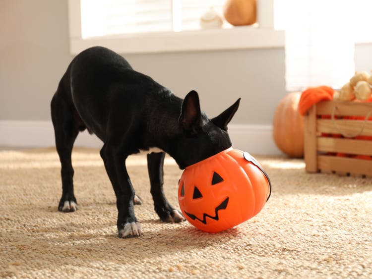 A dog with a pumpkin in its mouth Description automatically generated