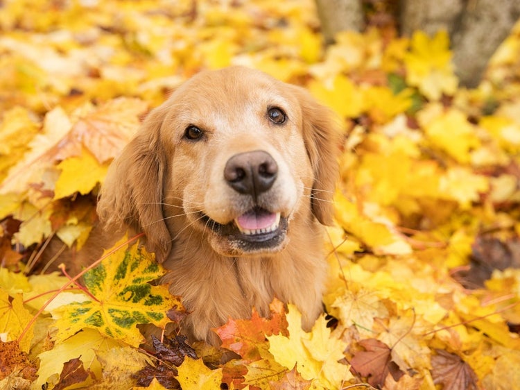 A dog lying in leaves Description automatically generated