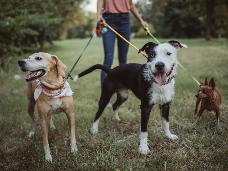 A person walking dogs on leashes Description automatically generated