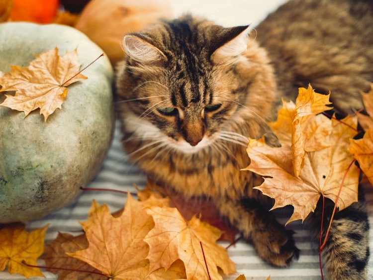 A cat lying next to leaves Description automatically generated