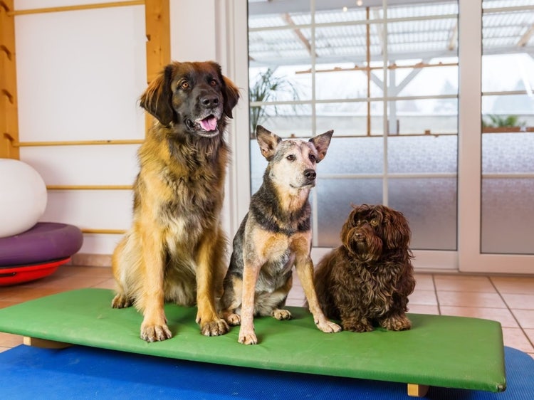 A group of dogs sitting on a mat Description automatically generated