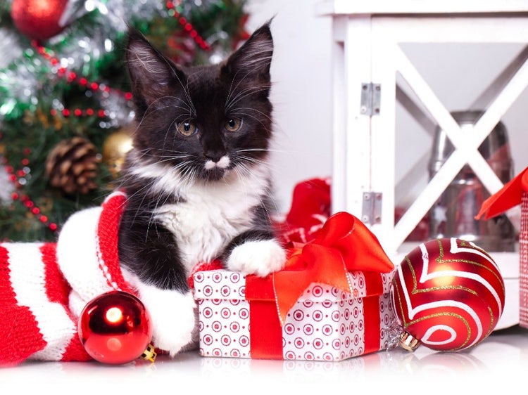 A cat sitting on a present Description automatically generated