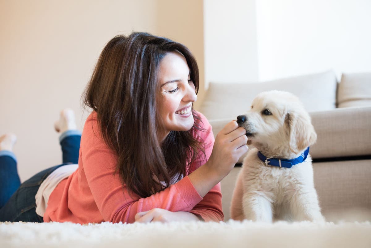 Should You Use Pet Sitting During the Holidays? | PetPlace.com