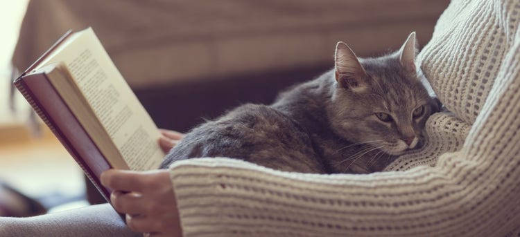 A cat lying on a blanket Description automatically generated