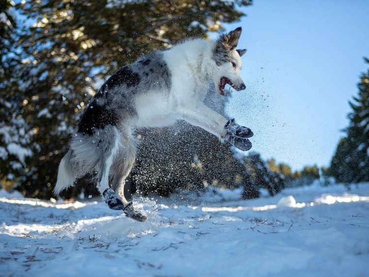 A dog jumping in the snow Description automatically generated