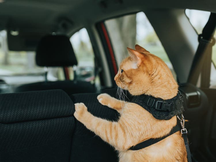 A cat in a car Description automatically generated