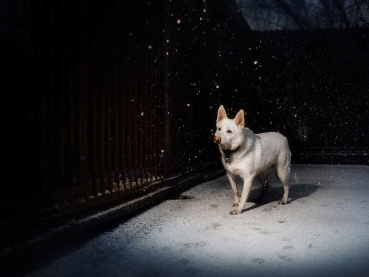 A white dog standing in the snow Description automatically generated